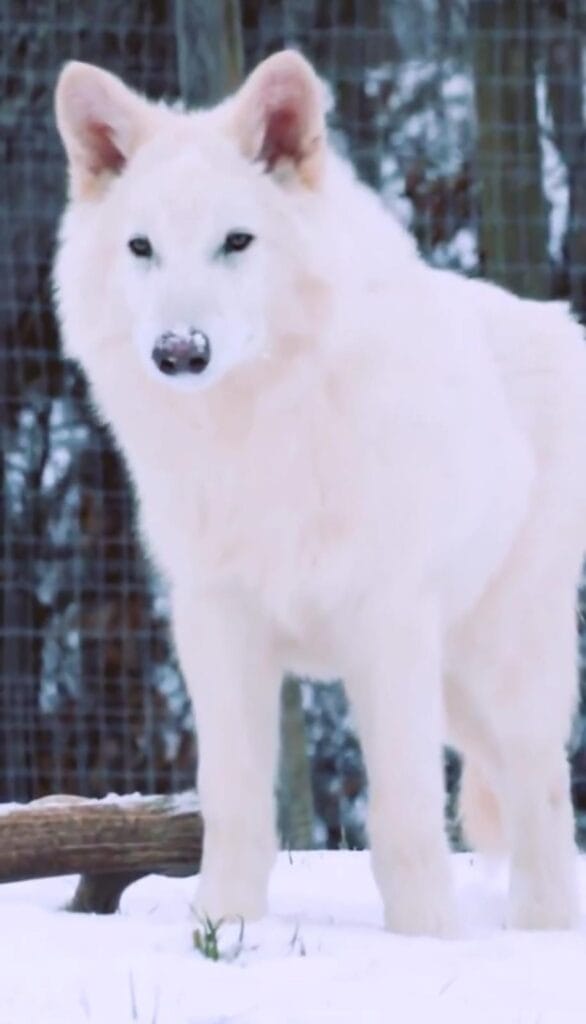 Dire Wolves